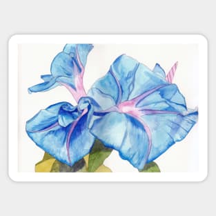 Blue Bindweed (morning glory) watercolour painting Sticker